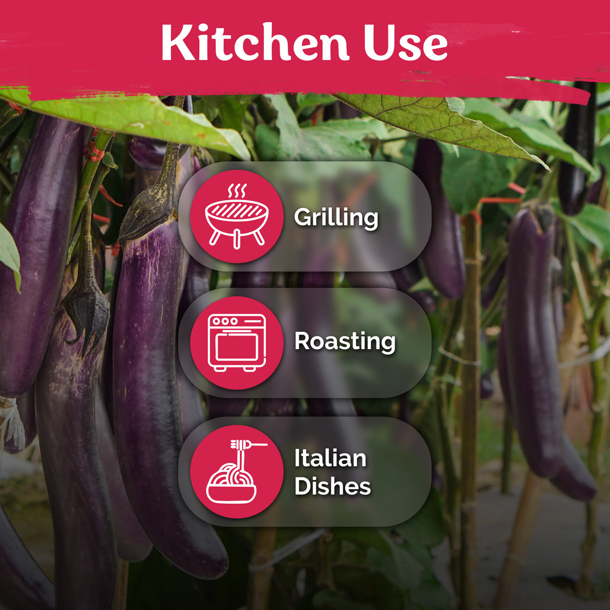Long Purple Eggplant Seeds