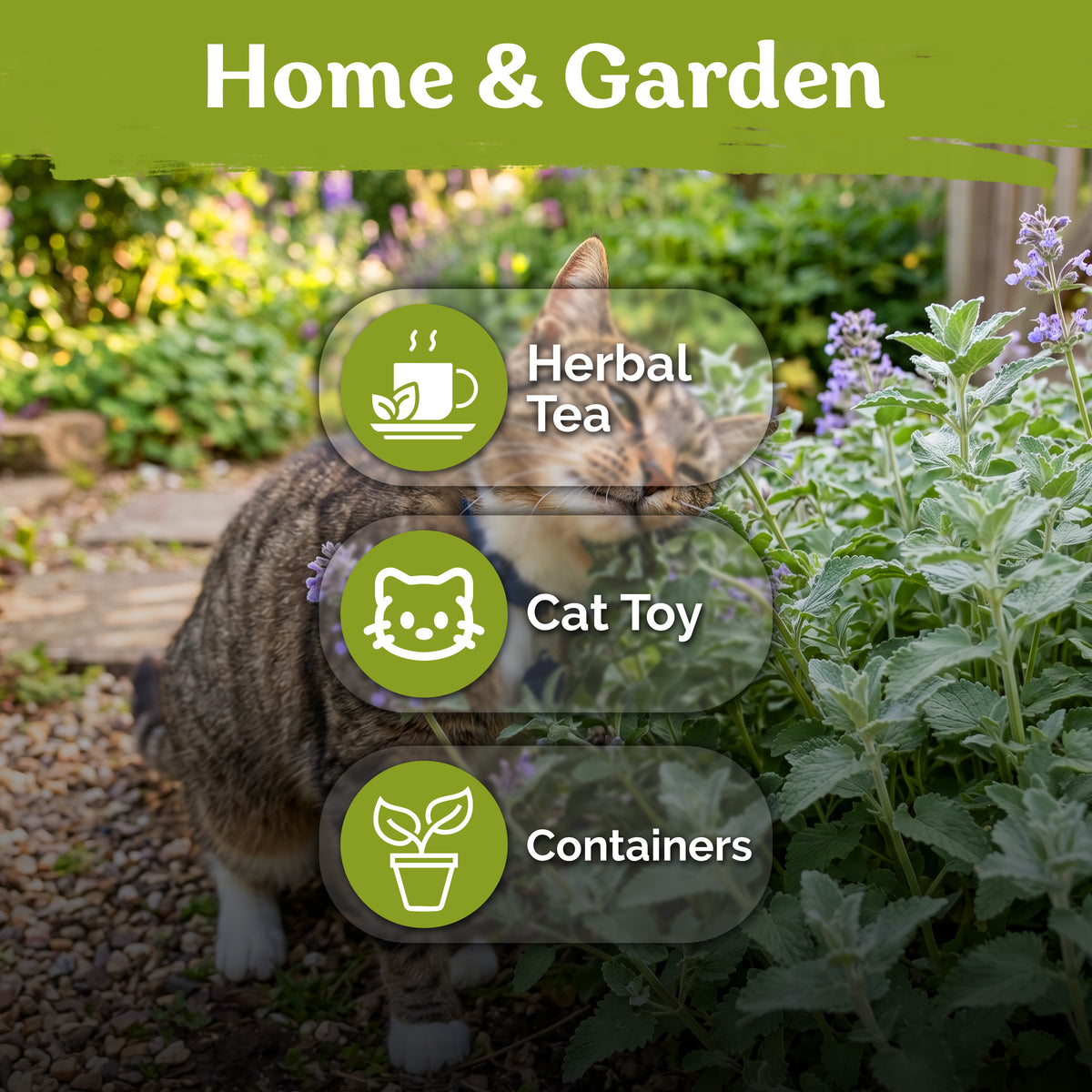 Catnip Seeds