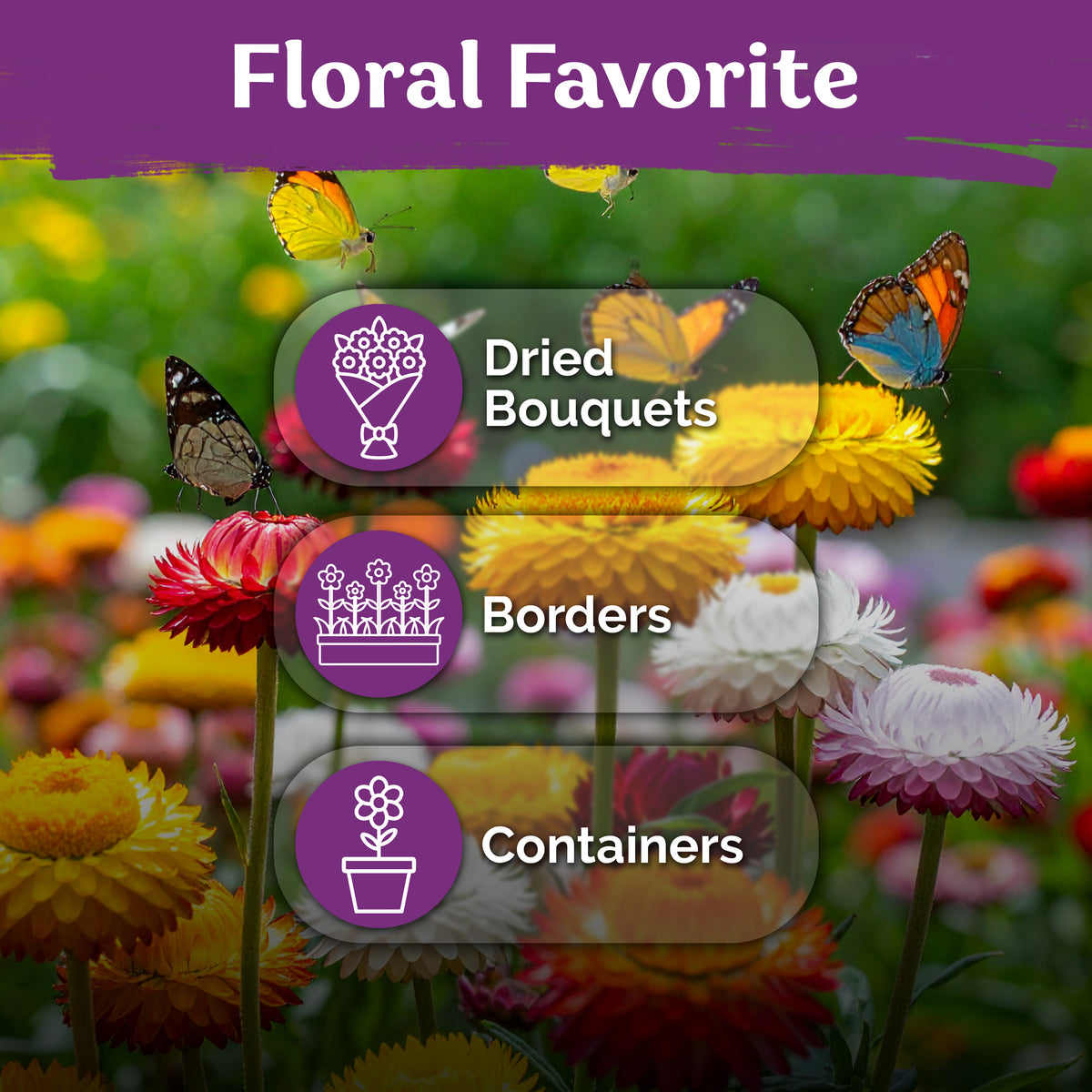 Mix Dwarf Strawflower Seeds