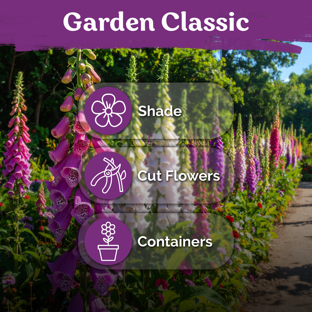 Foxglove Excelsior Mix Seeds