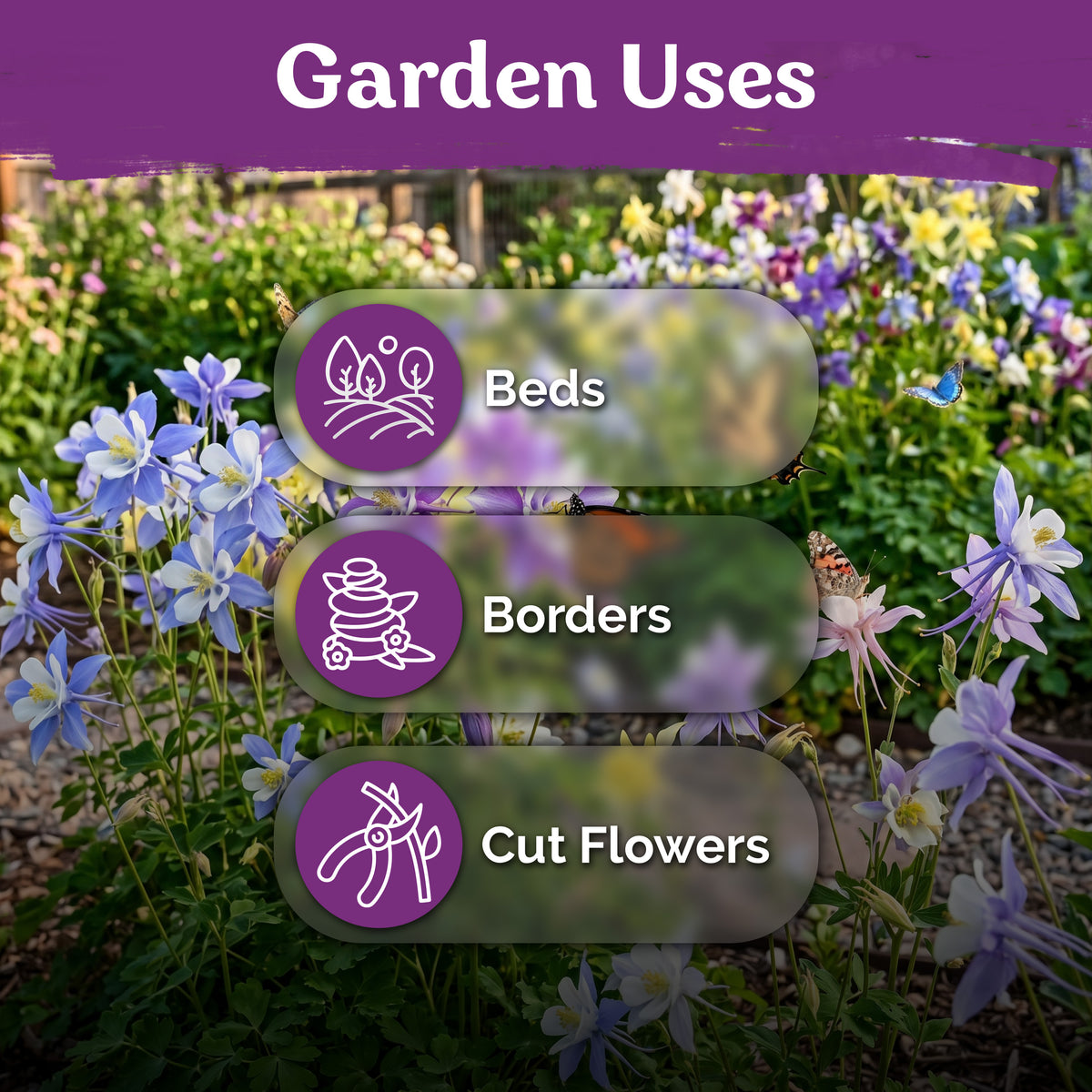 McKana Giants Mix Columbine Seeds