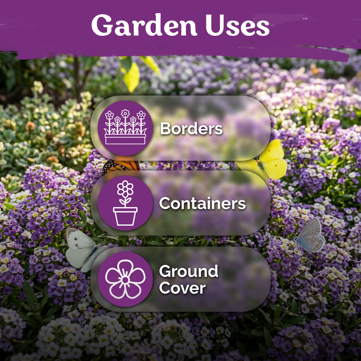 Royal Carpet Sweet Alyssum Seeds