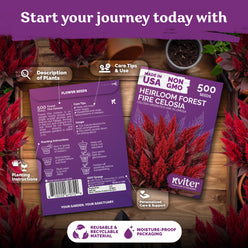 Forest Fire Celosia Seeds – photo 2 Forest Fire Celosia Seeds – kviterseeds.com – photo 2