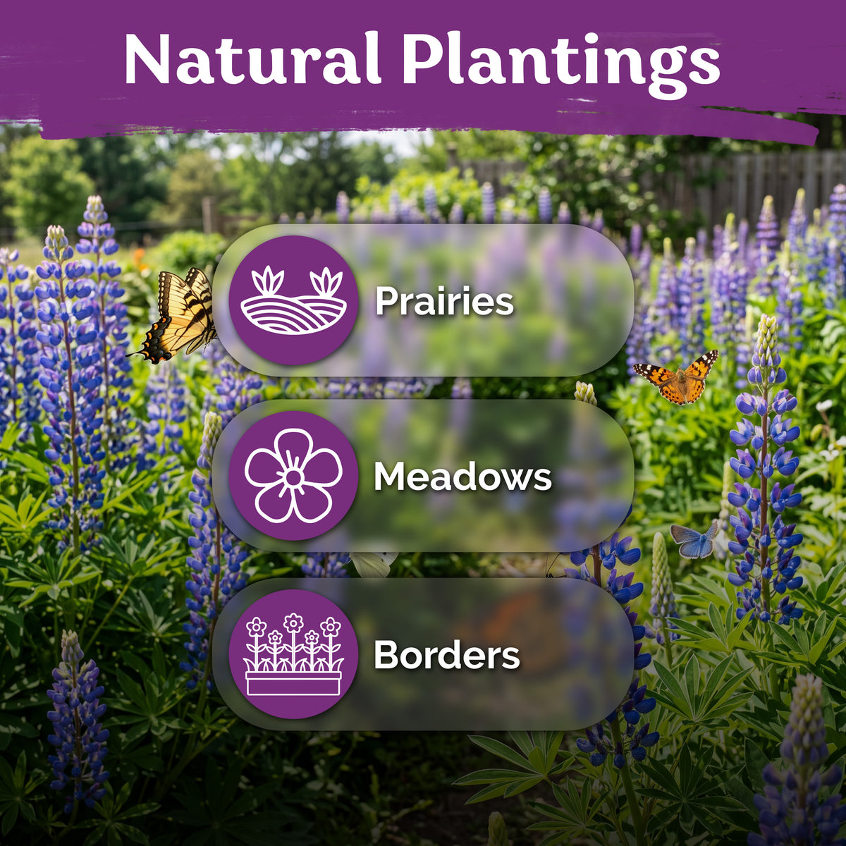 Blue Lupine Seeds