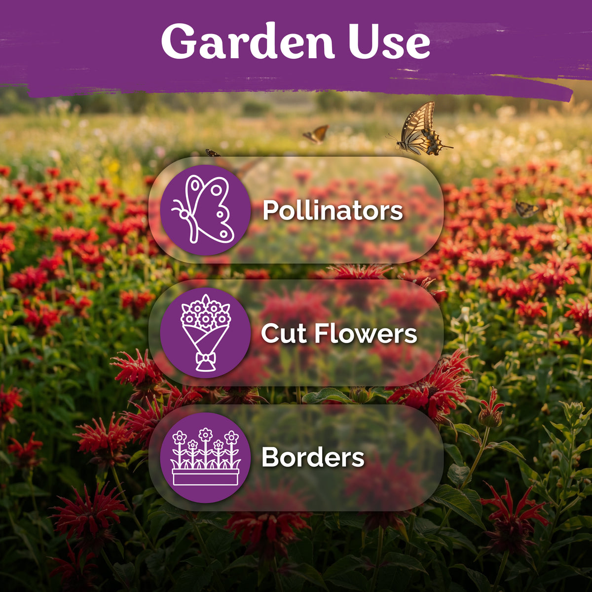 Red Monarda Bee Balm Seeds