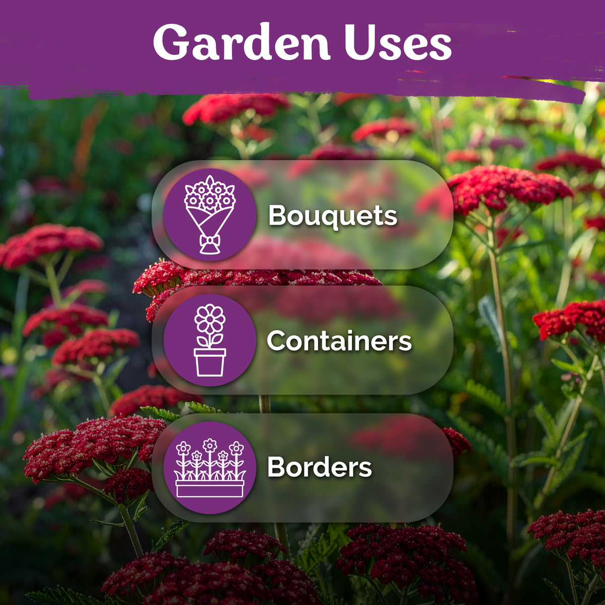 Red Yarrow Seeds