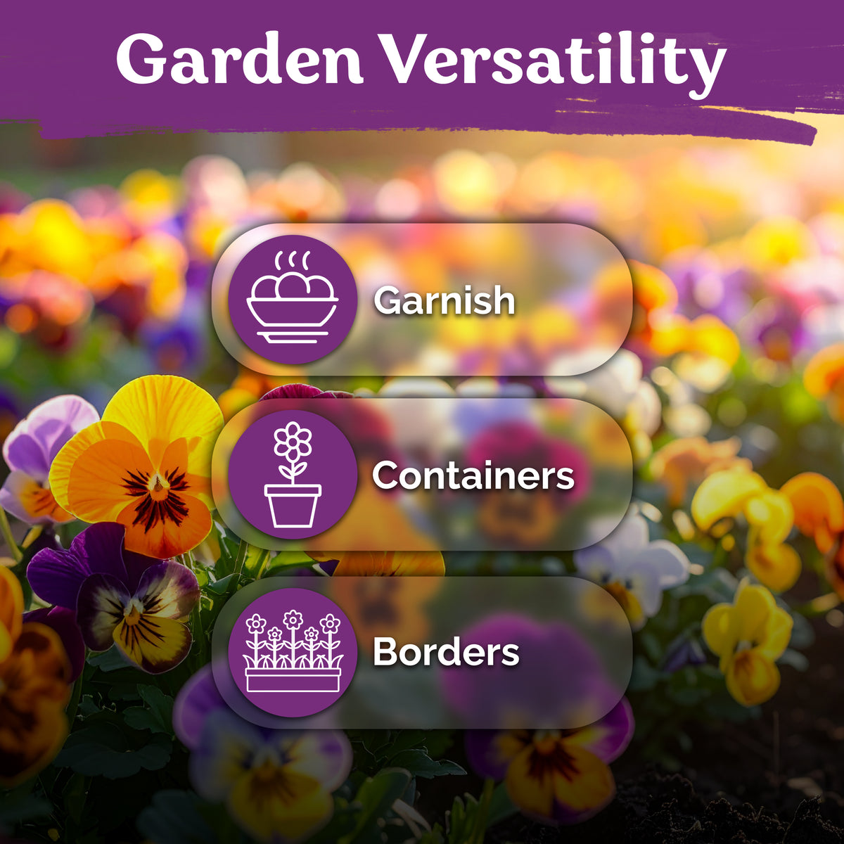 Mix Swiss Giants Pansy Seeds