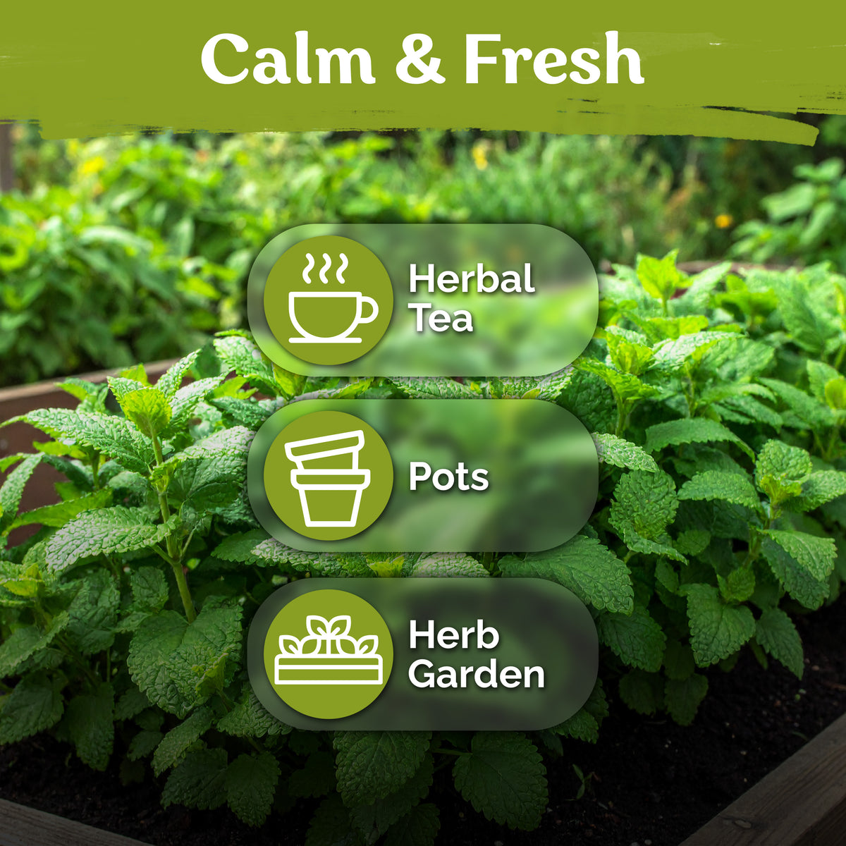 Lemon Balm Seeds