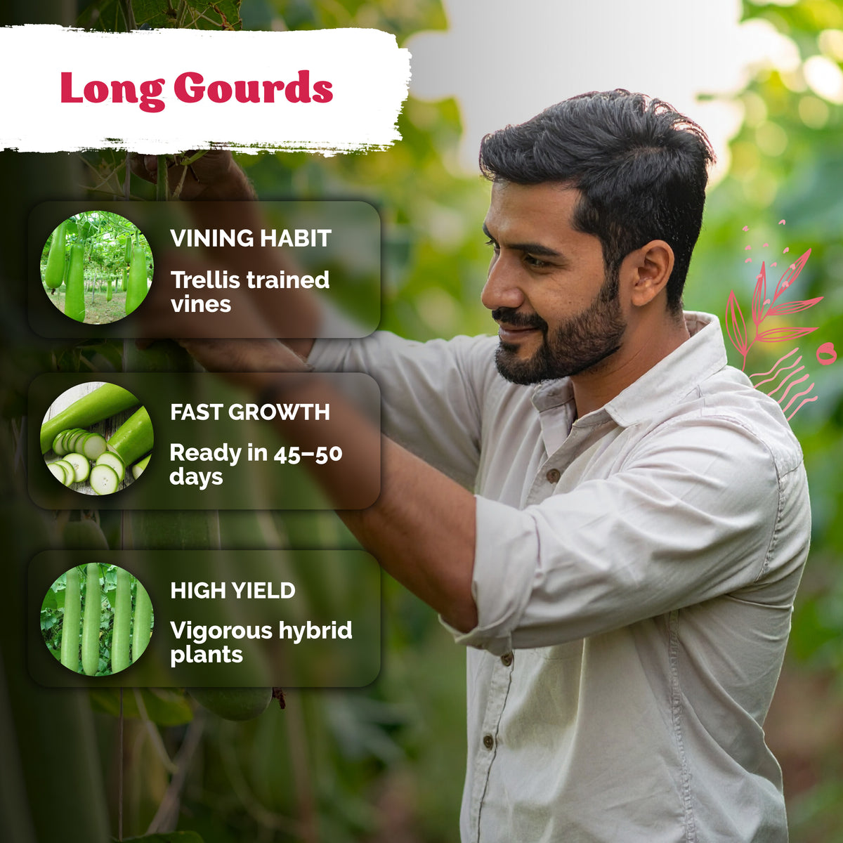 Nam Tao Ngam Gourd Seeds