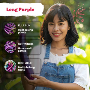 Long Purple Eggplant Seeds – kviterseeds.com – photo 4