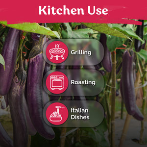 Long Purple Eggplant Seeds – kviterseeds.com – photo 5