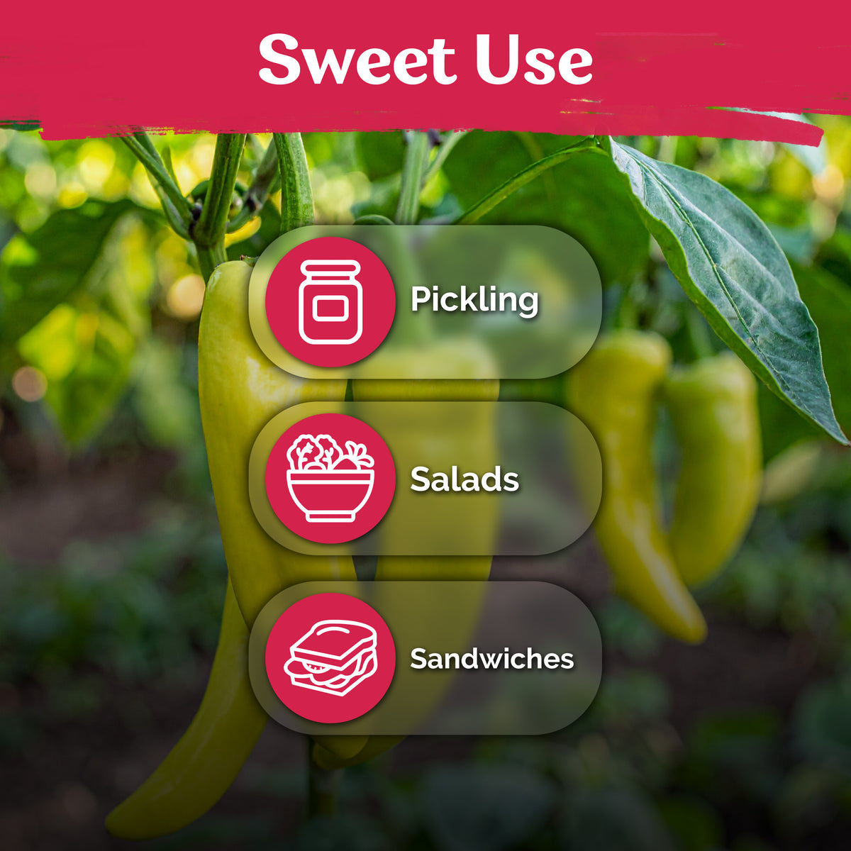 Sweet Banana Pepper Seeds – kviterseeds.com – photo 5