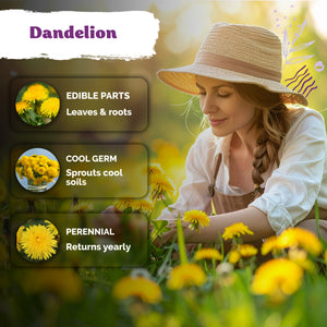 Dandelion Seeds – kviterseeds.com – photo 4