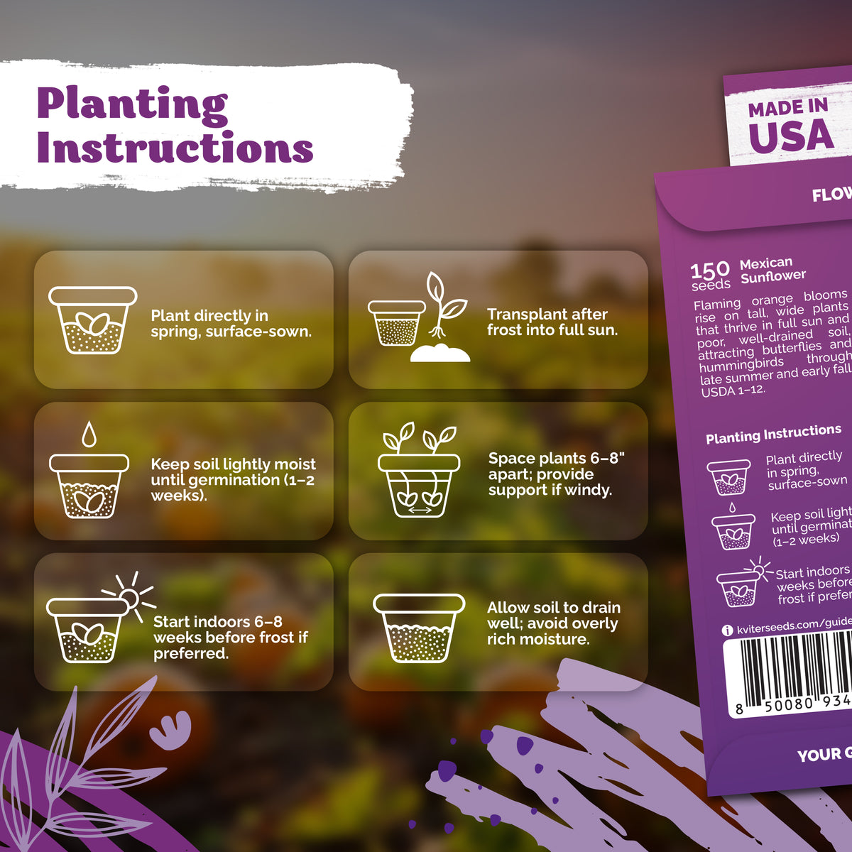 Mexican Sunflower Seeds – kviterseeds.com – photo 3
