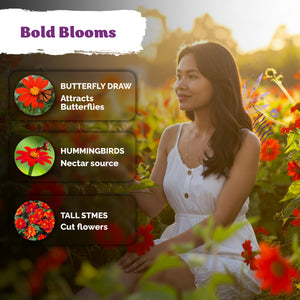 Mexican Sunflower Seeds – kviterseeds.com – photo 4