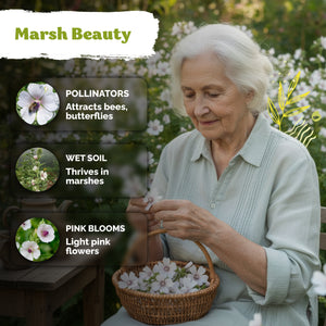 Marsh Mallow Seeds – kviterseeds.com – photo 5