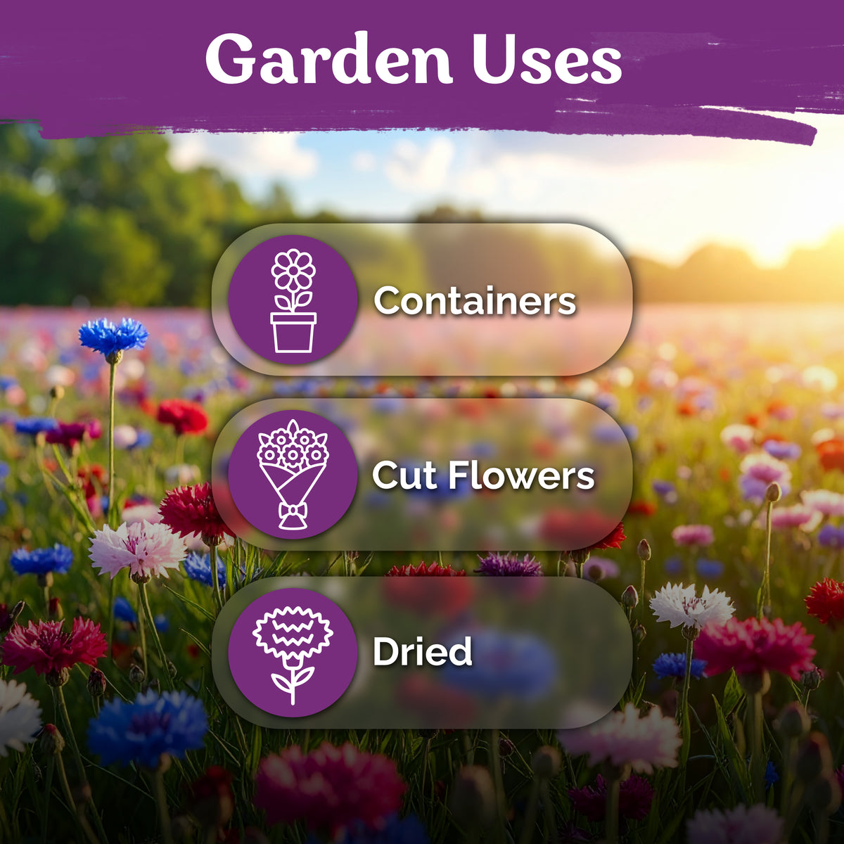 Mix Bachelor Button Cornflower Seeds – kviterseeds.com – photo 5