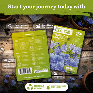 Chicory Seeds – kviterseeds.com – photo 2