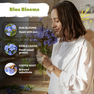 Chicory Seeds – kviterseeds.com – photo 4