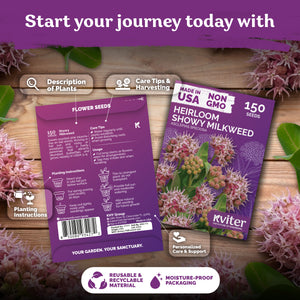 Showy Milkweed Seeds – kviterseeds.com – photo 2