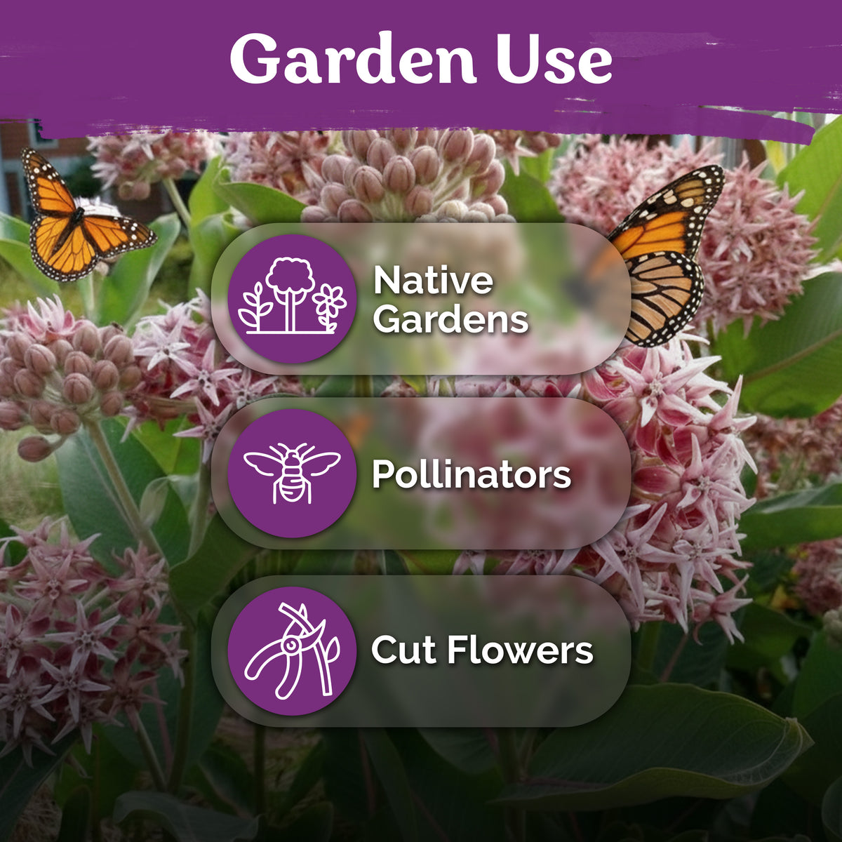 Showy Milkweed Seeds