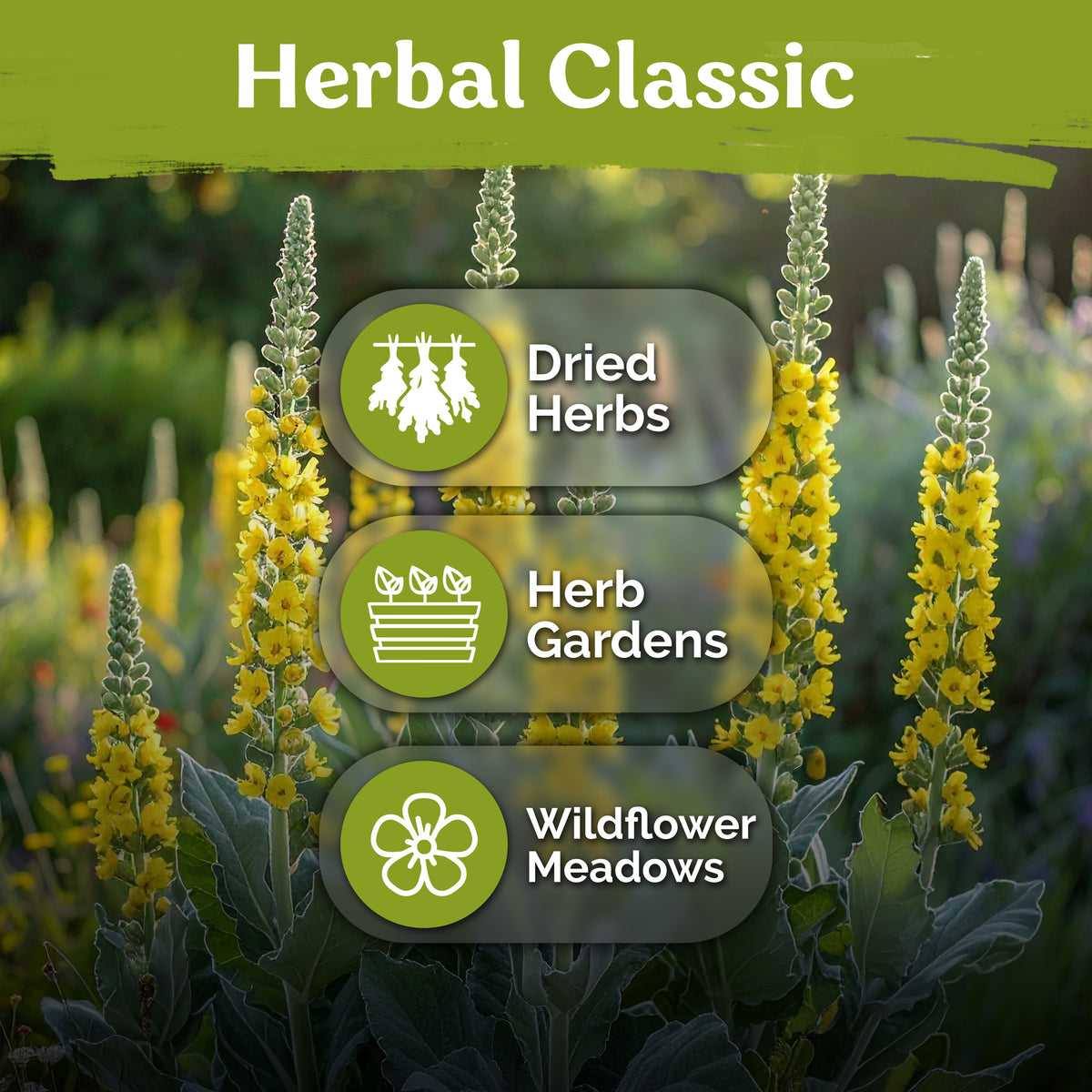 Mullein Seeds – kviterseeds.com – photo 5