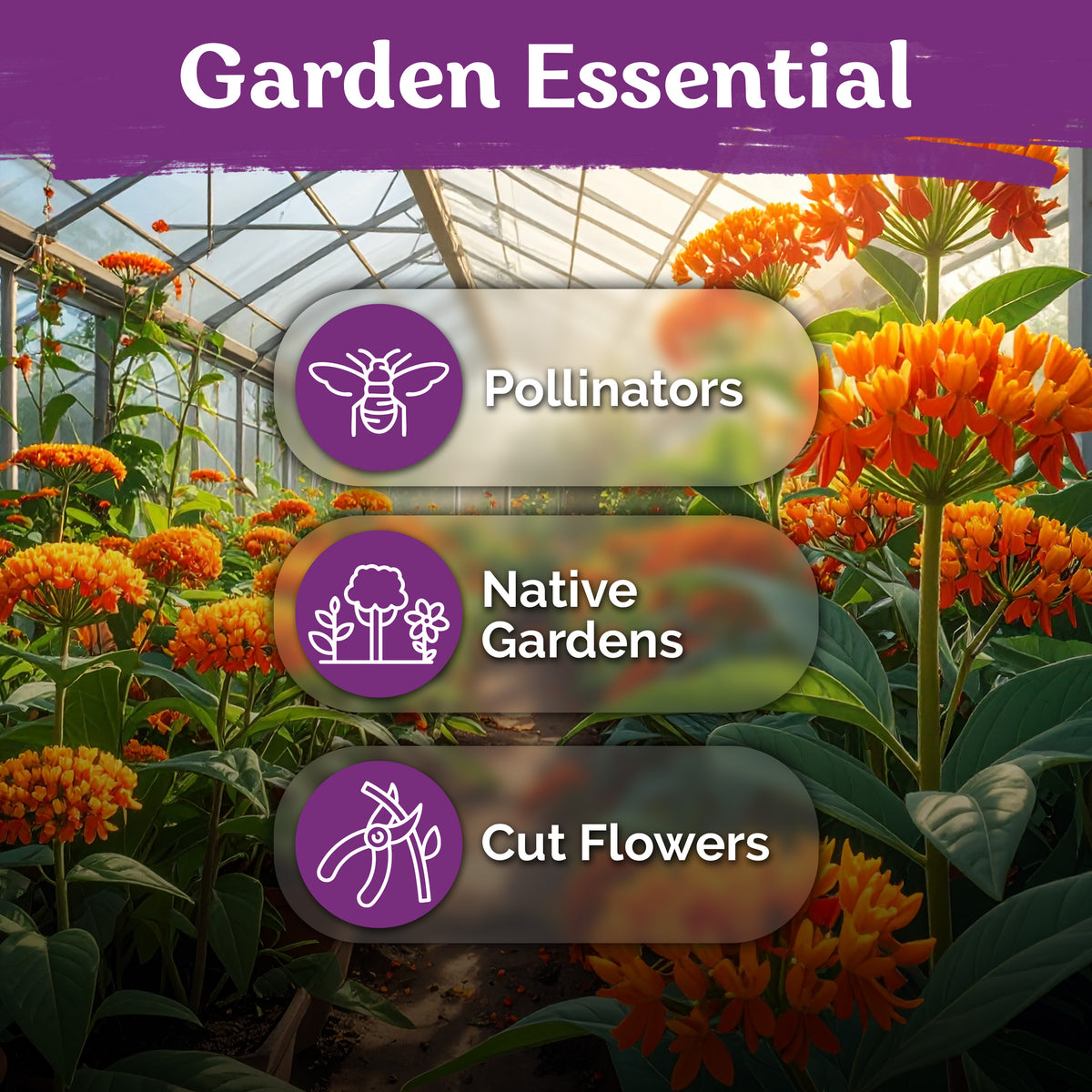 Orange Butterfly Weed Seeds – kviterseeds.com – photo 5