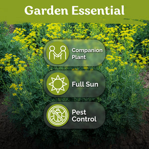 Common Rue Seeds – kviterseeds.com – photo 5