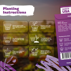 Joe Pye Weed Seeds – kviterseeds.com – photo 3
