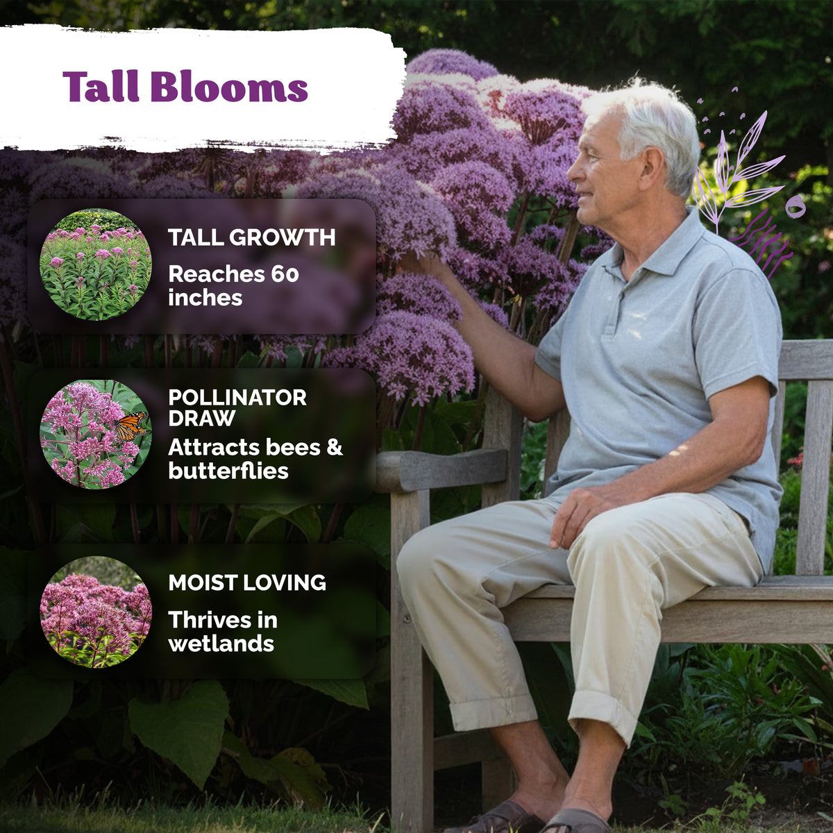 Joe Pye Weed Seeds – kviterseeds.com – photo 4