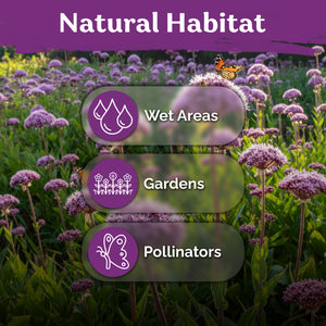 Joe Pye Weed Seeds – kviterseeds.com – photo 5