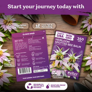 Spotted Bee Balm Seeds – kviterseeds.com – photo 2
