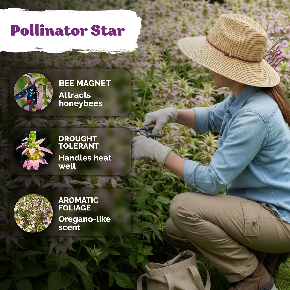 Spotted Bee Balm Seeds – kviterseeds.com – photo 4