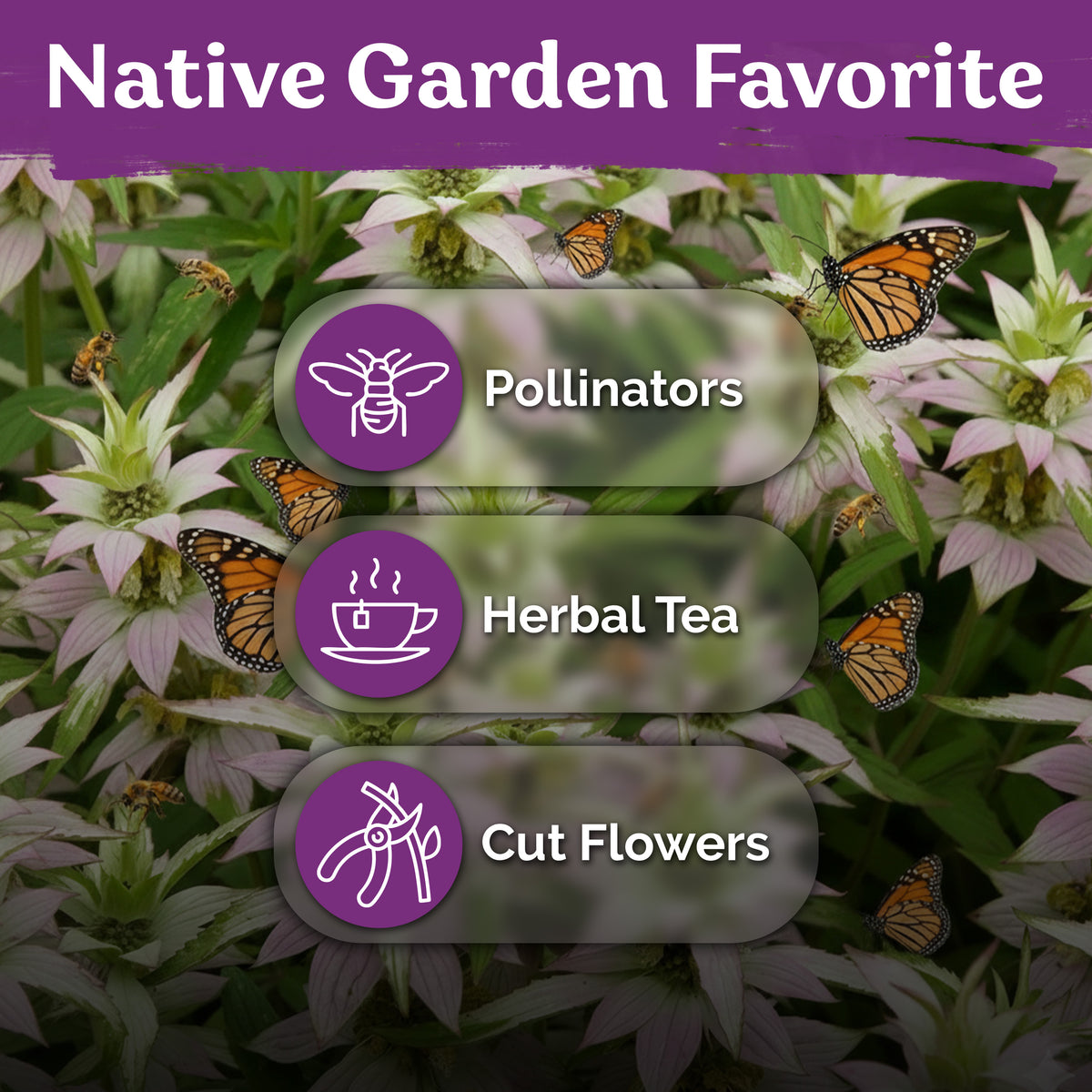 Spotted Bee Balm Seeds
