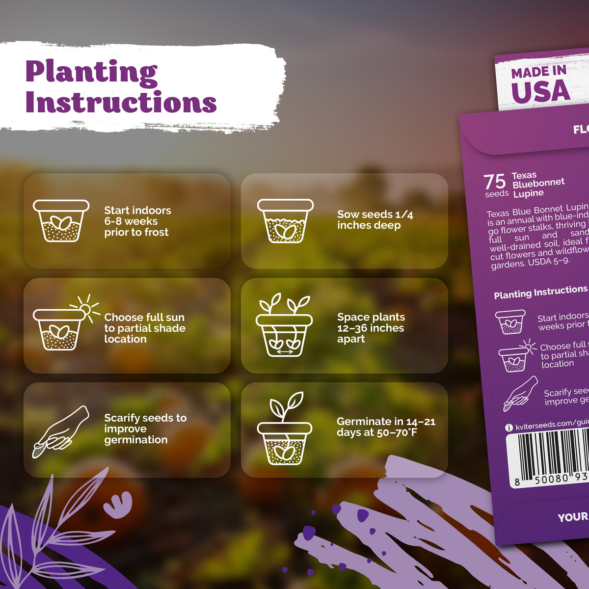 Texas Bluebonnet Lupine Seeds – kviterseeds.com – photo 3