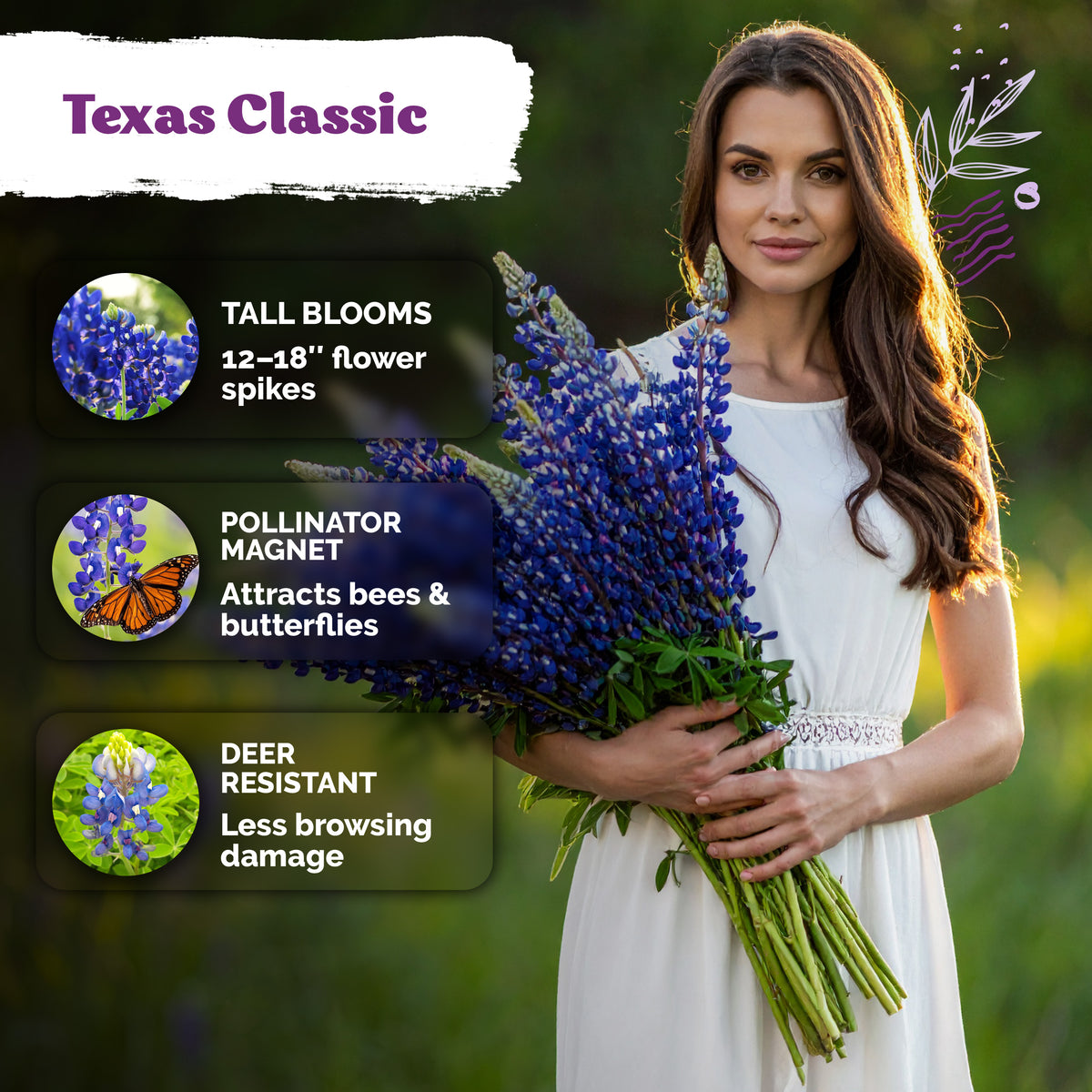 Texas Bluebonnet Lupine Seeds