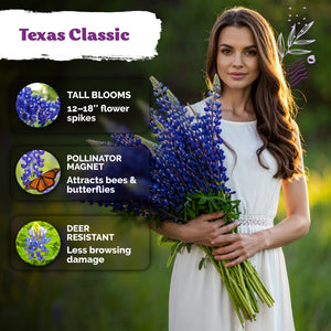 Texas Bluebonnet Lupine Seeds – kviterseeds.com – photo 4