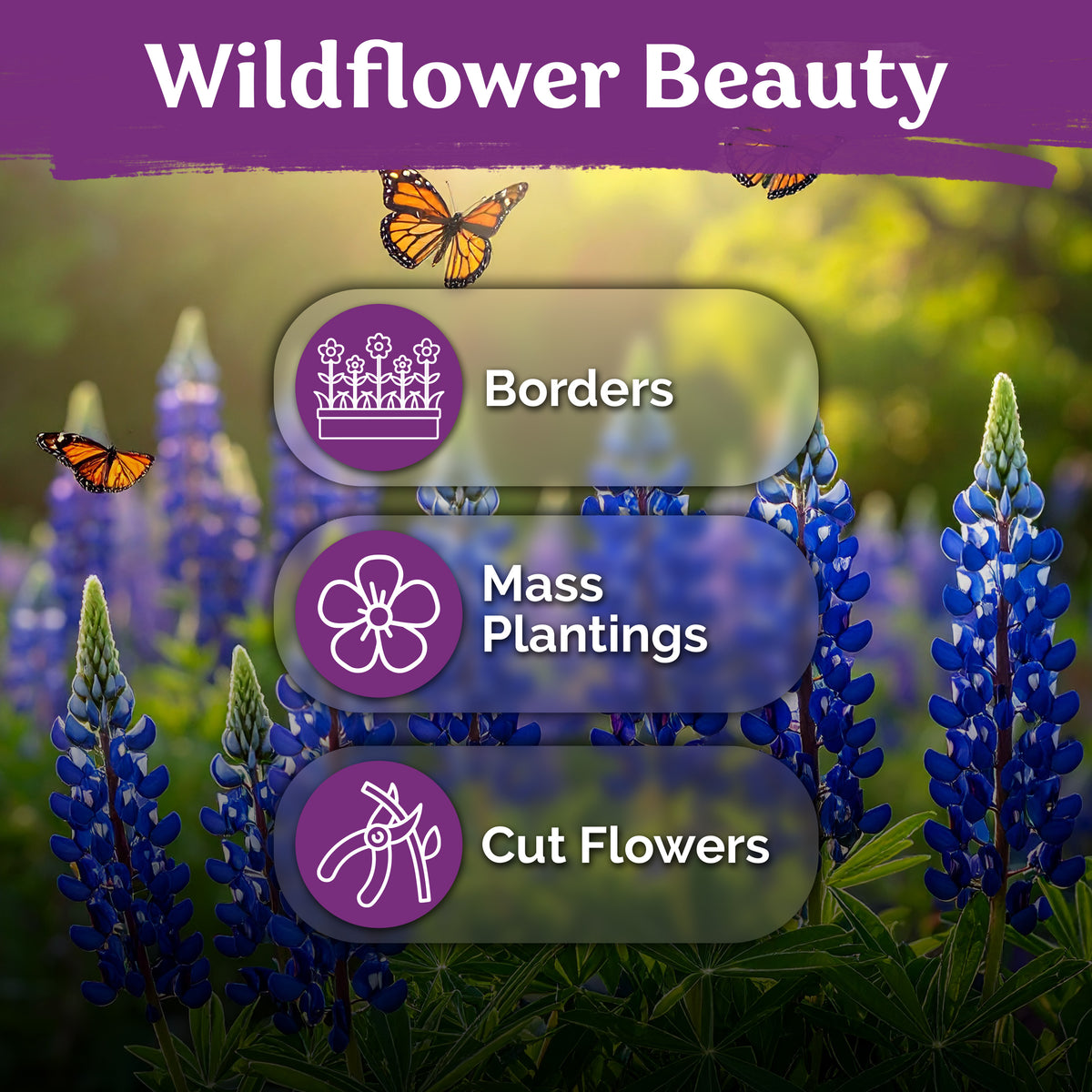 Texas Bluebonnet Lupine Seeds – kviterseeds.com – photo 5