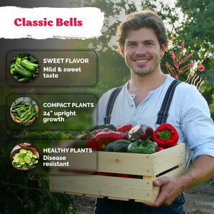 California Wonder Sweet Pepper Seeds – kviterseeds.com – photo 4