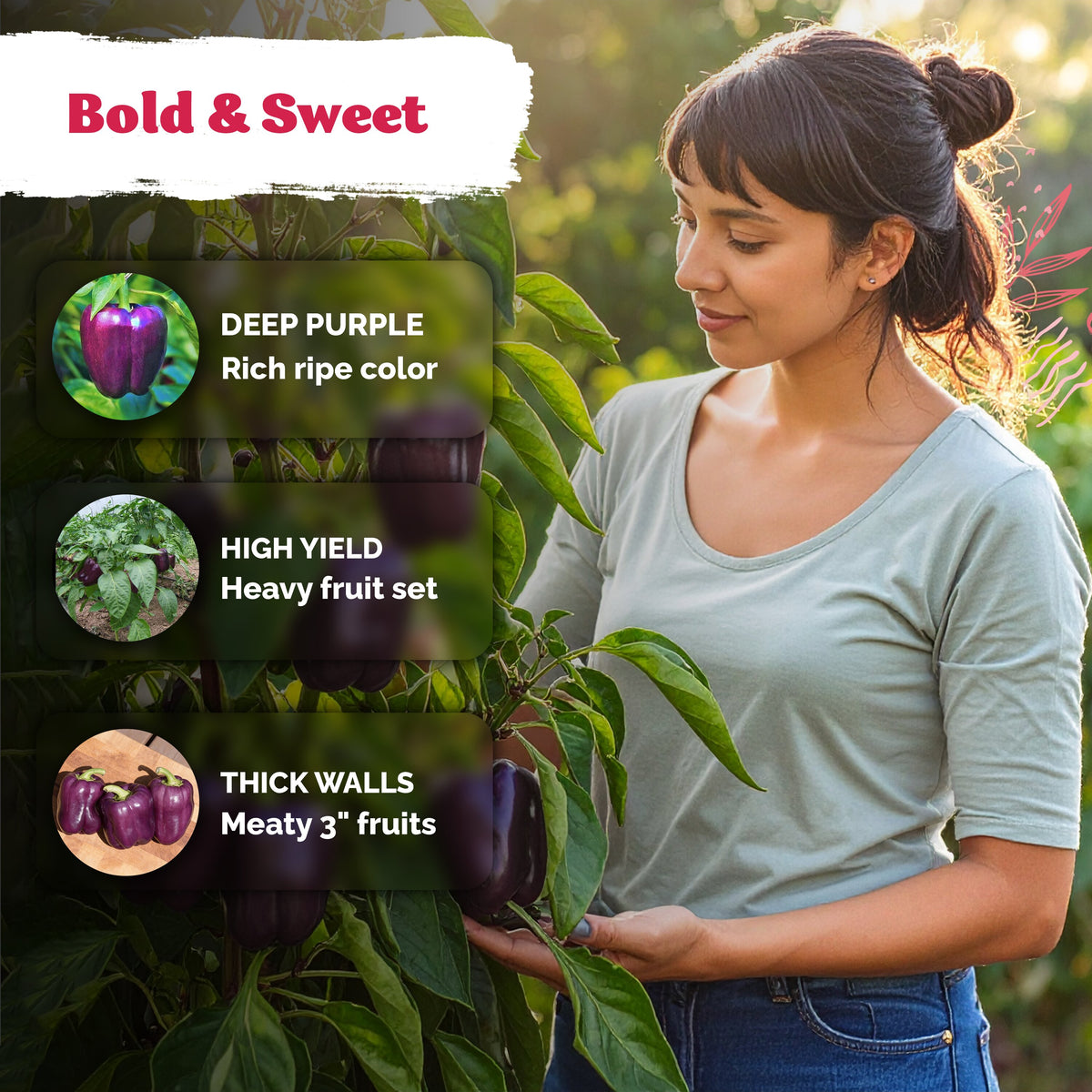 Purple Beauty Sweet Pepper Seeds