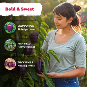 Purple Beauty Sweet Pepper Seeds – kviterseeds.com – photo 4
