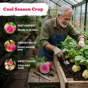 Watermelon Radish Seeds – kviterseeds.com – photo 4