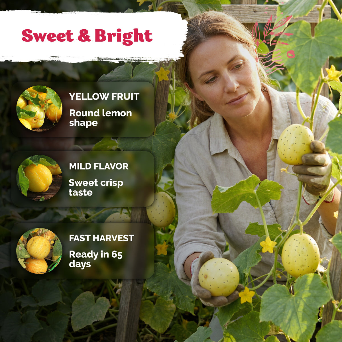 Lemon Cucumber Seeds – kviterseeds.com – photo 4