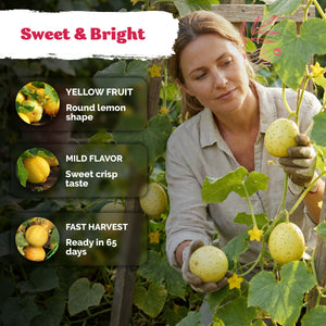 Lemon Cucumber Seeds – kviterseeds.com – photo 4