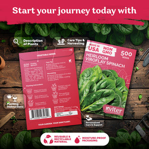 Viroflay Spinach Seeds – kviterseeds.com – photo 2