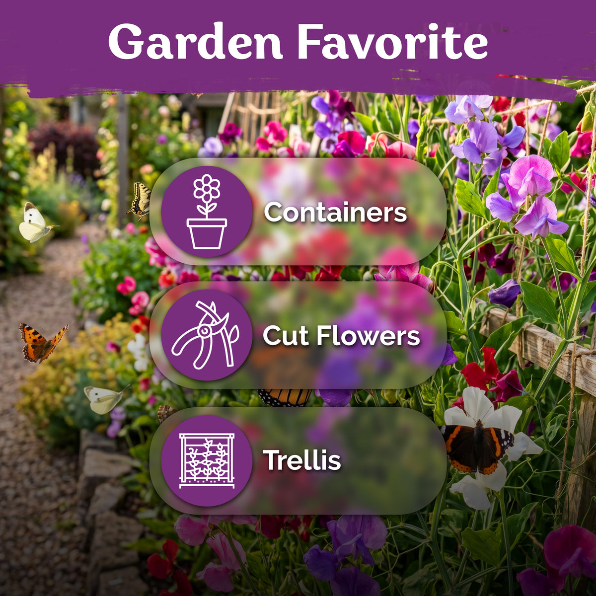 Sweet Pea Mammoth Mix Seeds – kviterseeds.com – photo 5