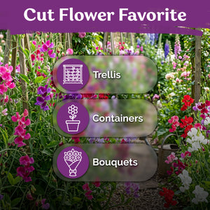 Royal Family Mix Sweet Pea Seeds – kviterseeds.com – photo 5