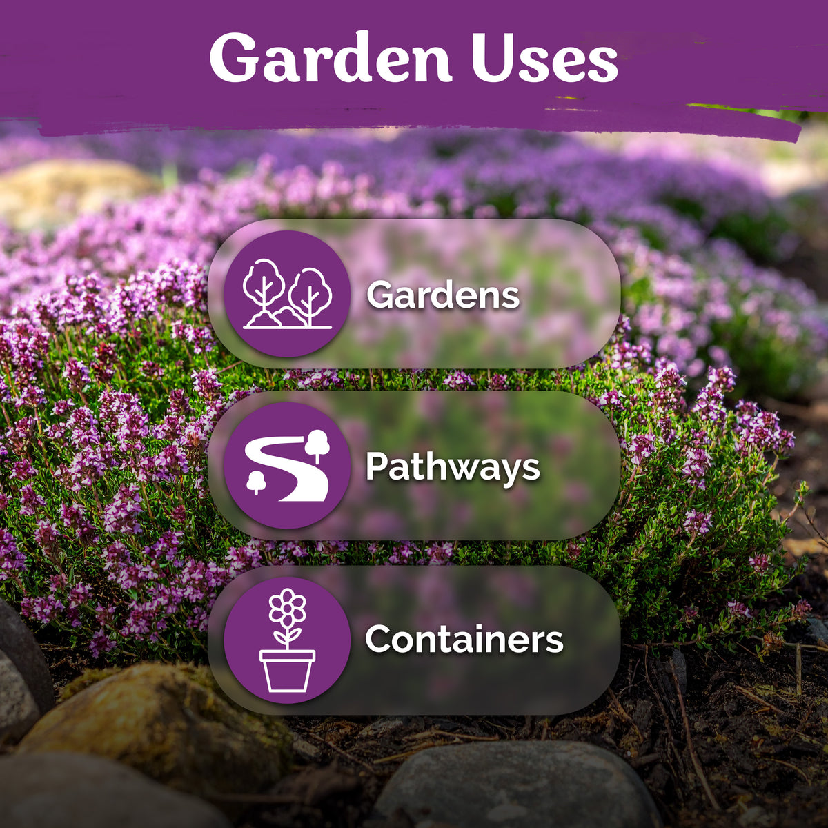 Creeping Thyme Seeds – kviterseeds.com – photo 5