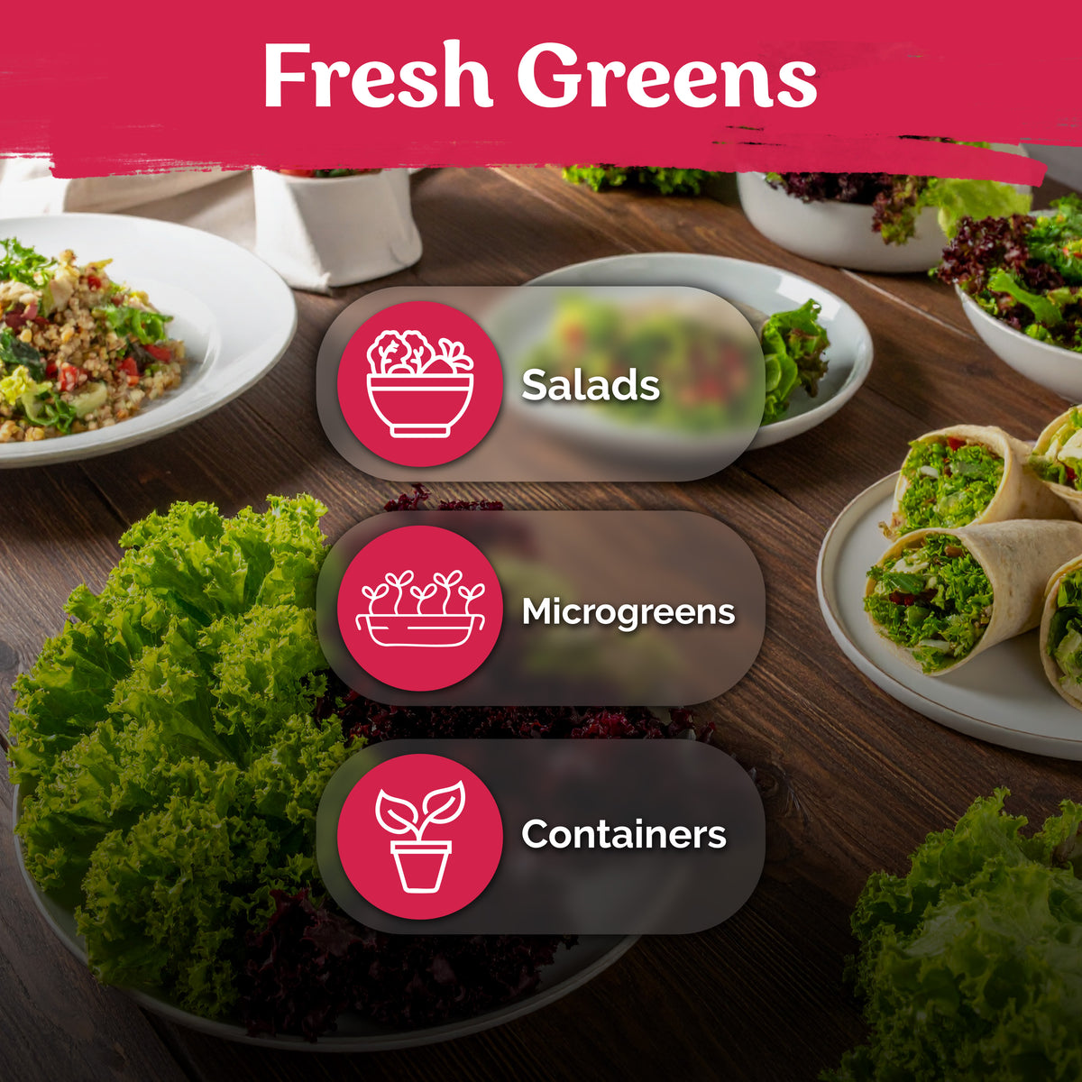 Mix Gourmet Lettuce Seeds