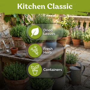 Common Thyme Seeds – kviterseeds.com – photo 5